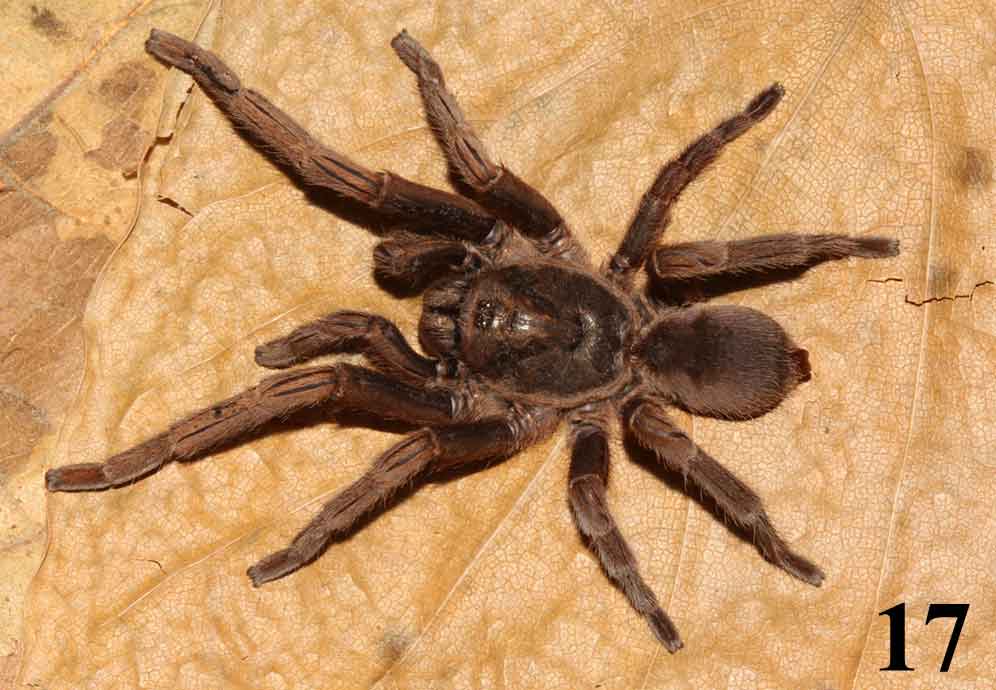 Yanomamius franciscoi