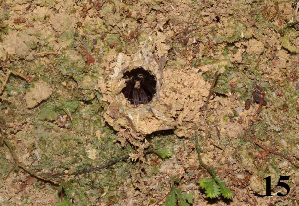 Burrow