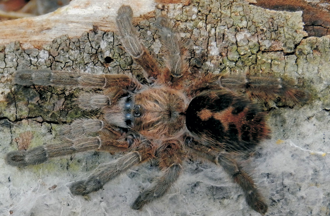 Antillena rickwesti