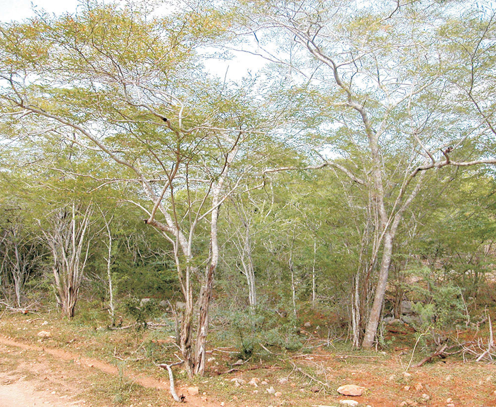 Habitat