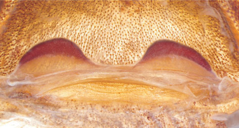 Spermathecae