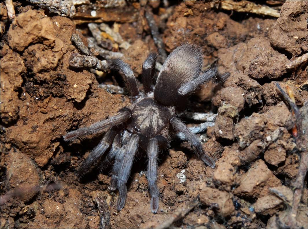 Chaetopelma lymberakisi