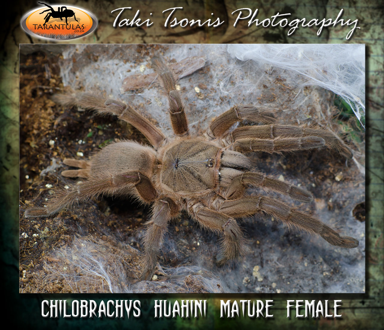 Chilobrachys huahini