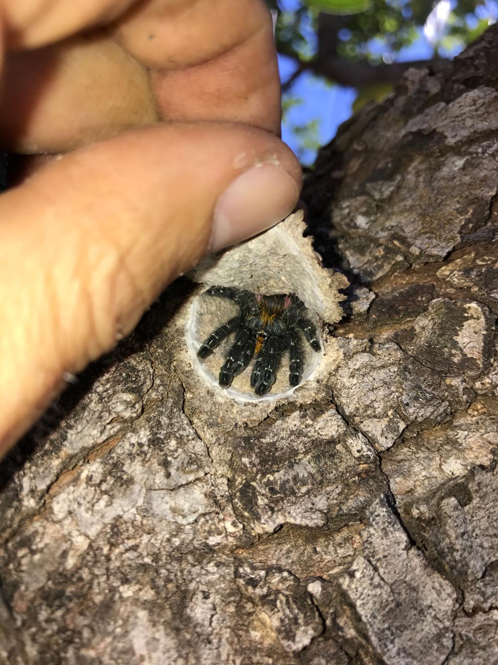 Burrow