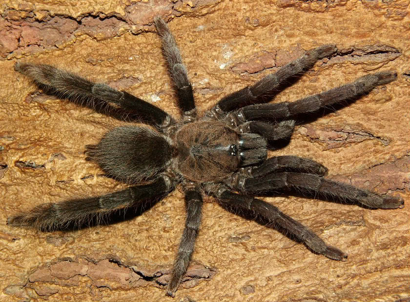 Female