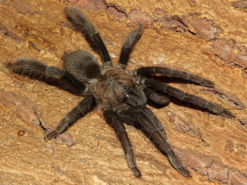 Selenocosmia peerboomi