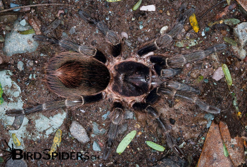 Hapalotremus martinorum