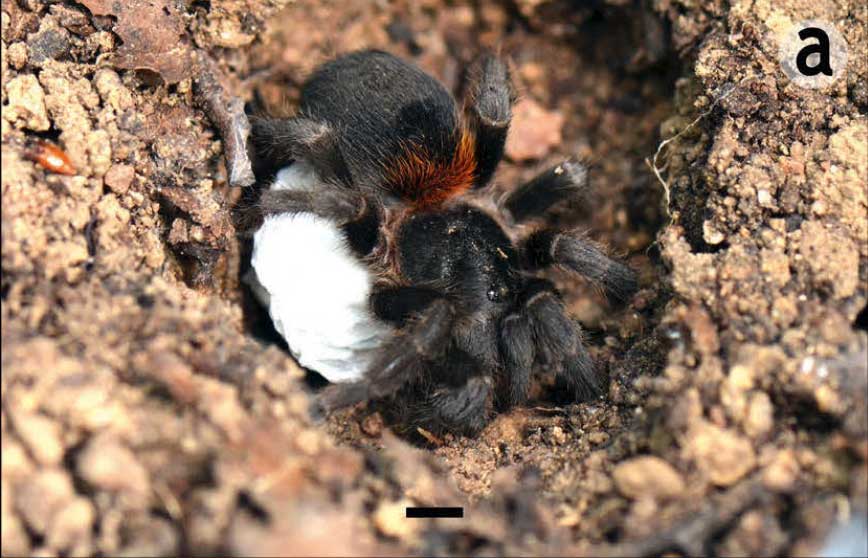 Homoeomma chilensis