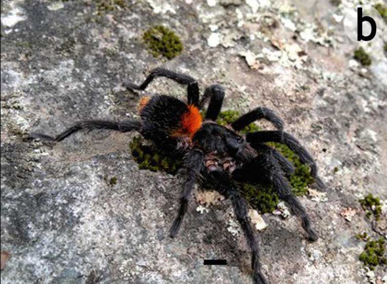 Male