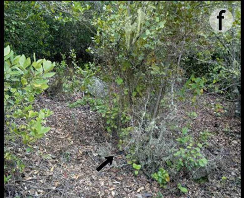 Habitat