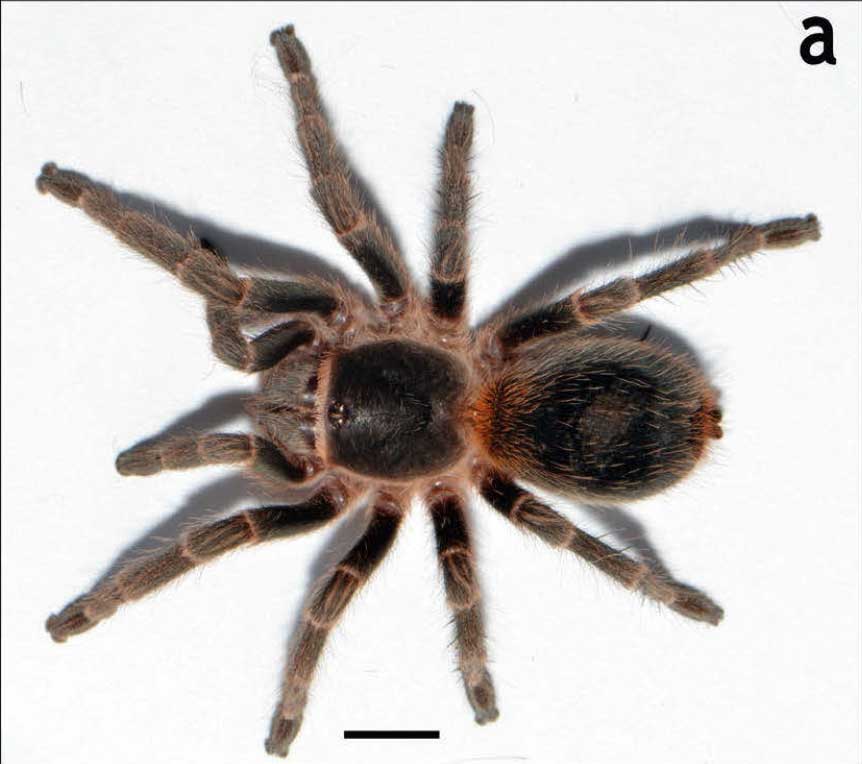 Homoeomma orellanai