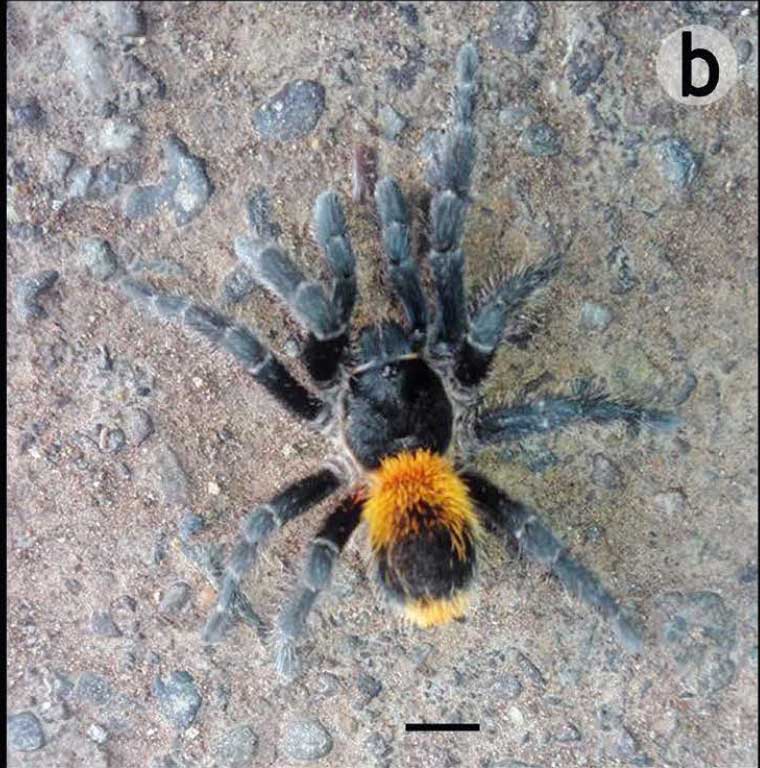 Male