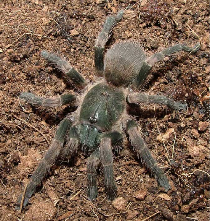 Neischnocolus panamanus