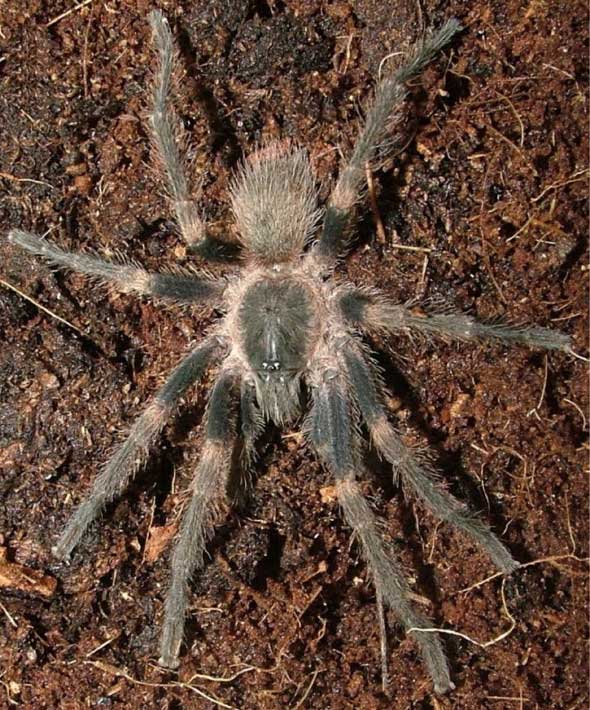 Male