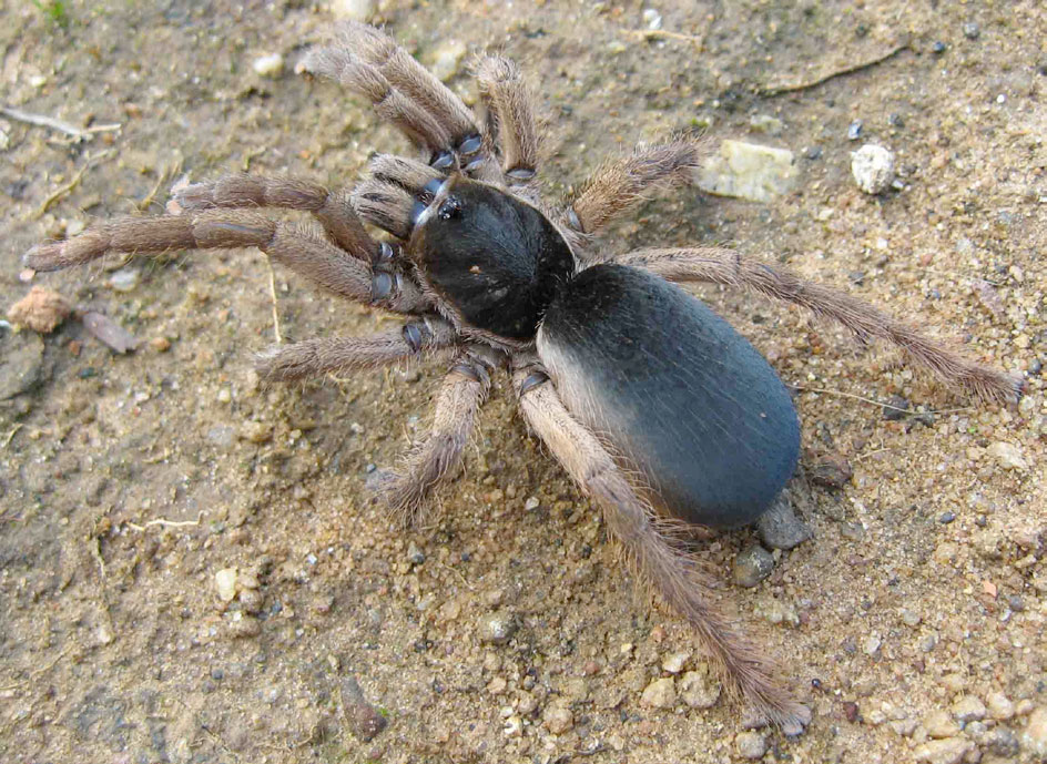 Neoheterophrictus crurofulvus
