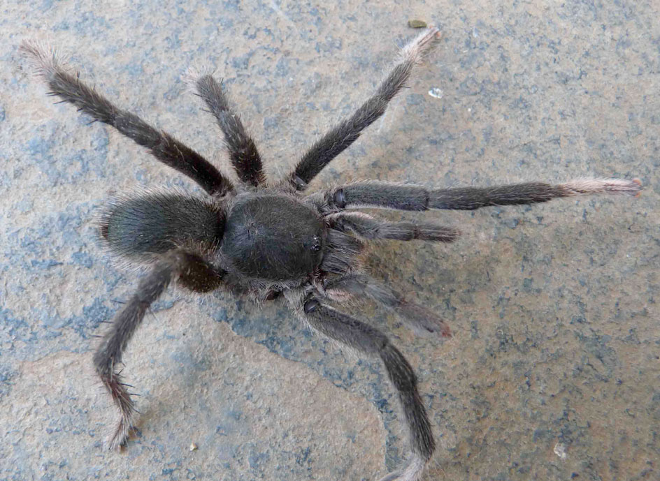 Male