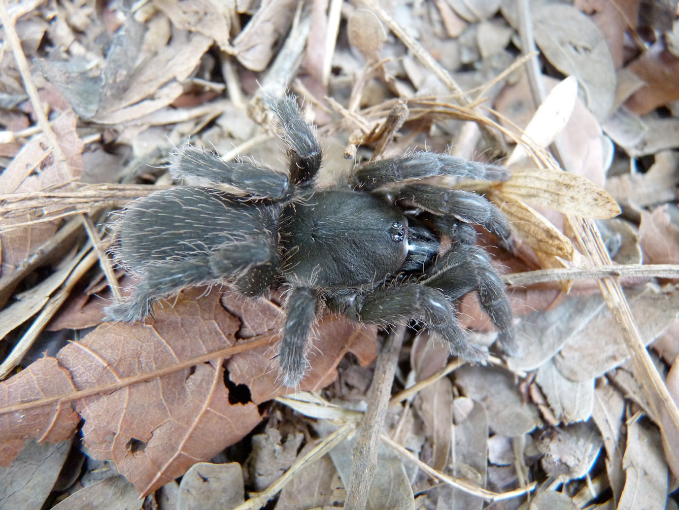 Neoheterophrictus sahyadri