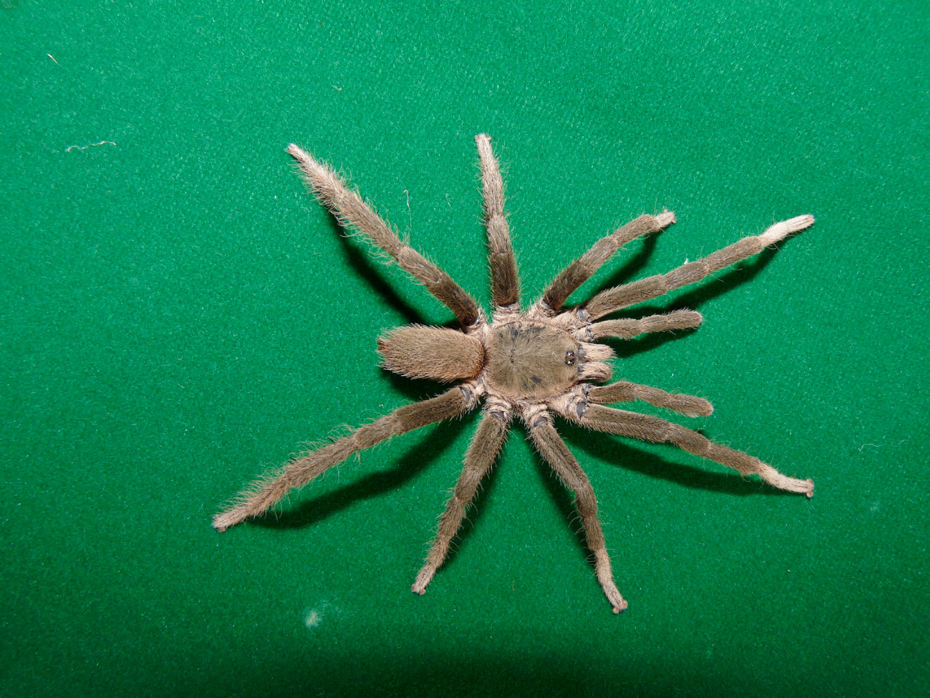 Male