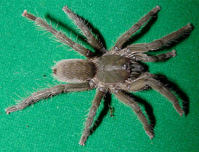 Neoheterophrictus uttarakannada
