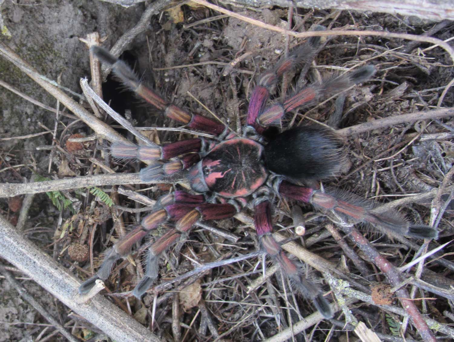 Male