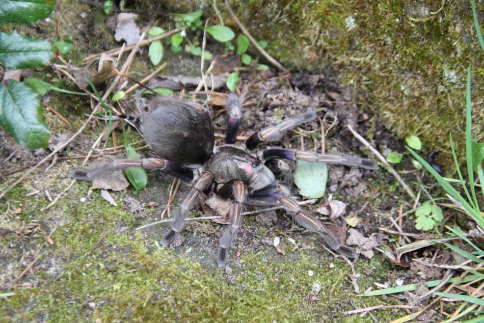 Pamphobeteus ultramarinus