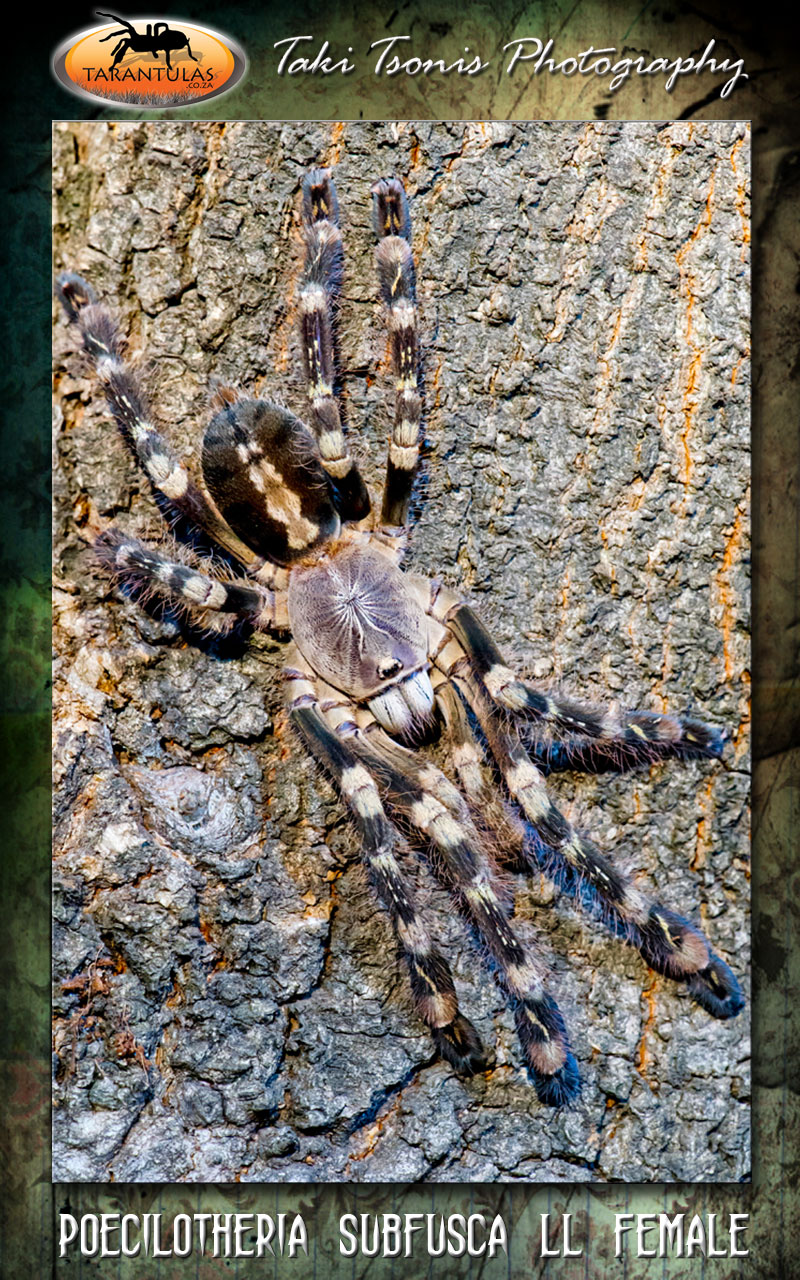Poecilotheria subfusca