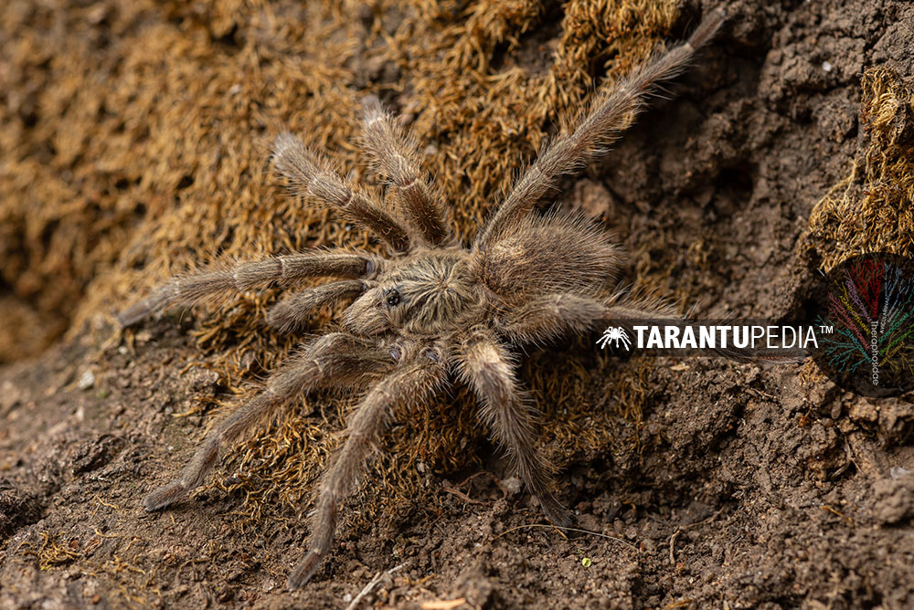 Pterinochilus cryptus