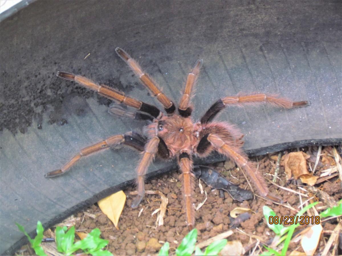 Male