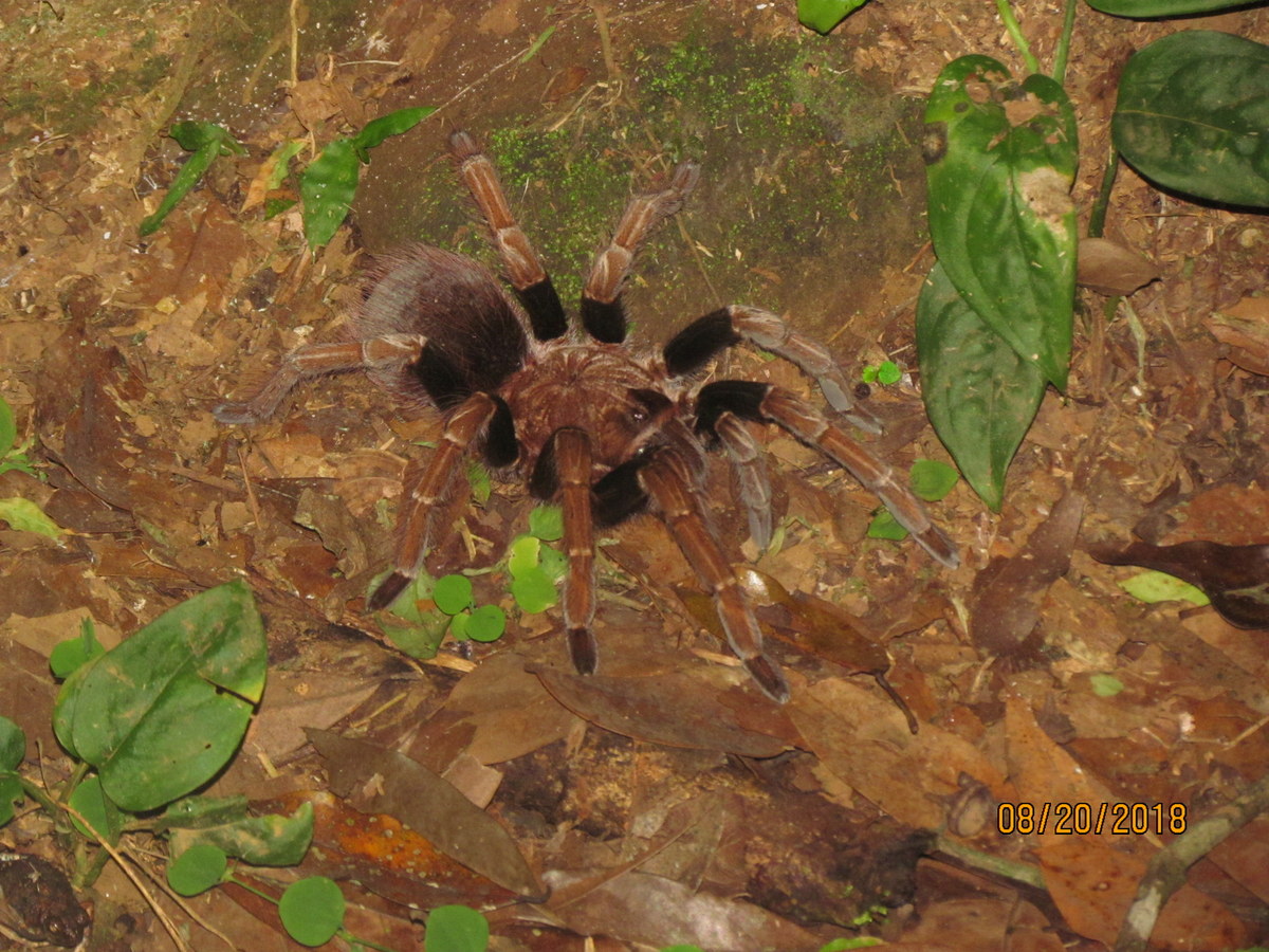 Sericopelma commue