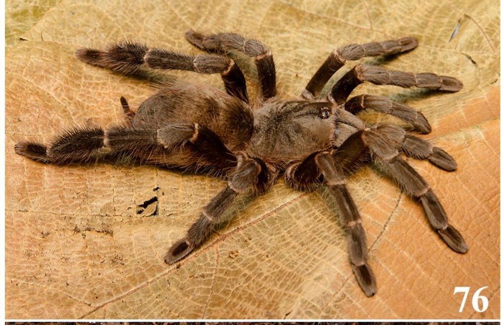 Female