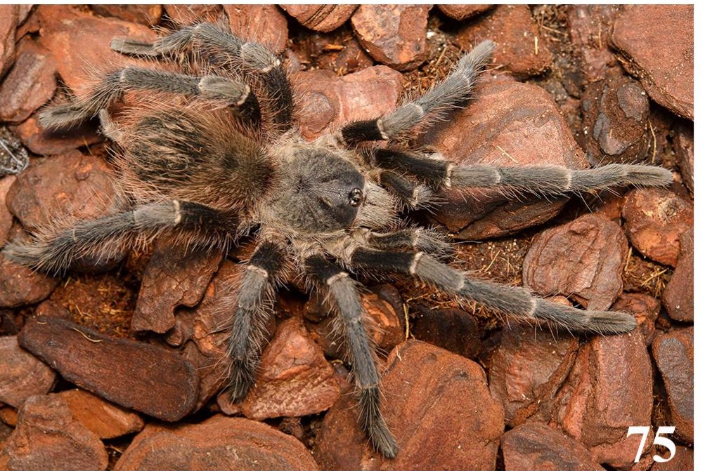 Male