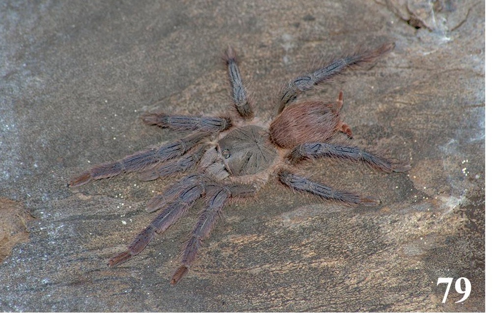 Female