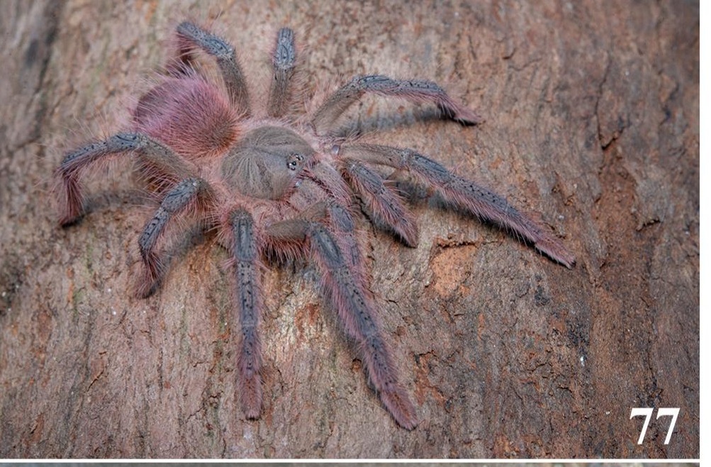 Arboriticus maculatus