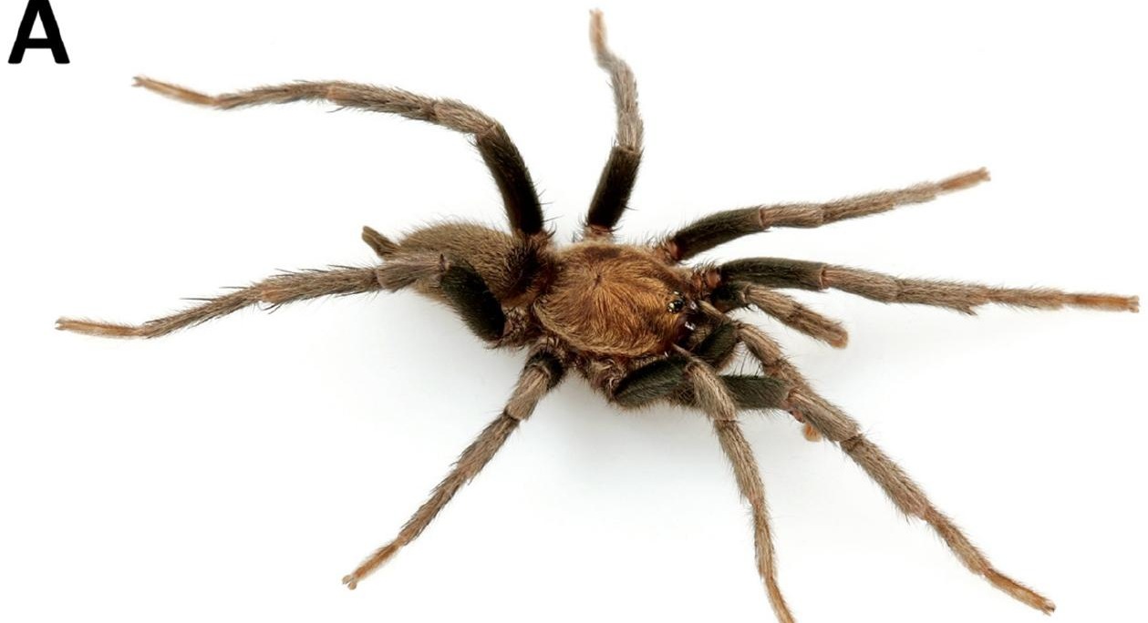 Live specimen