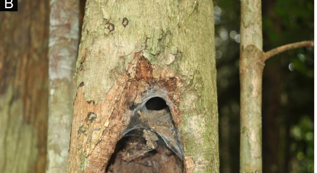 Citharognathus hosei