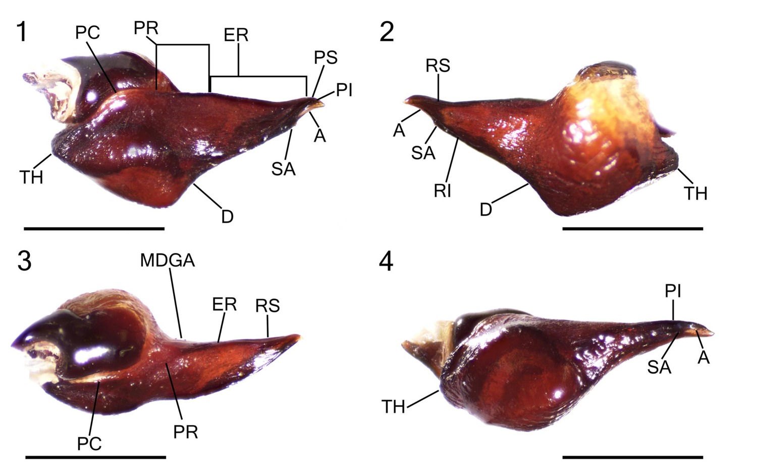 Male palp
