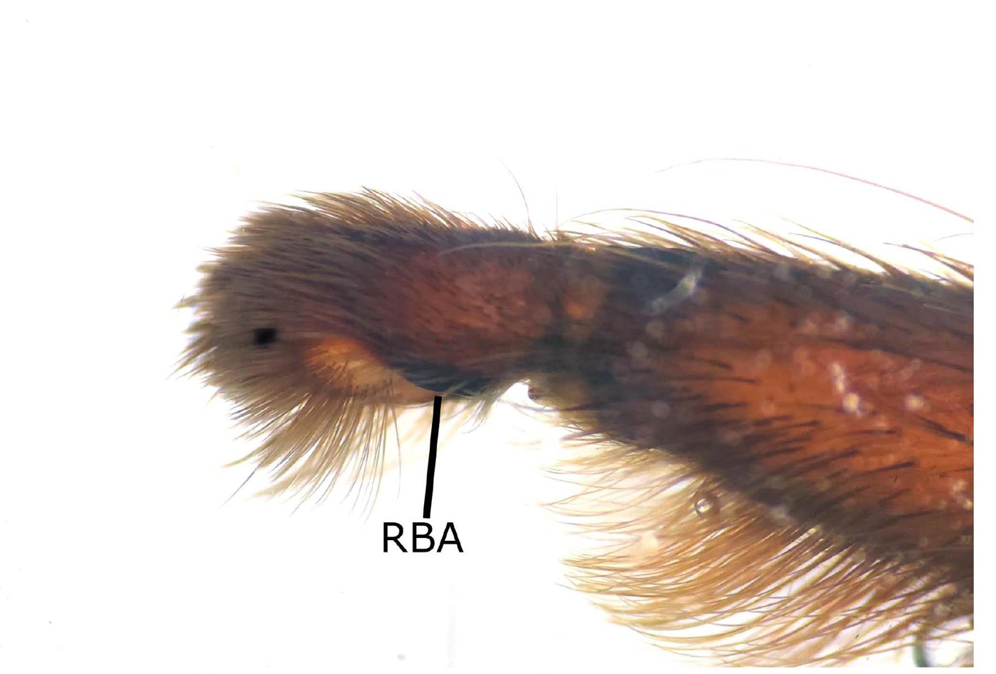 Male palp
