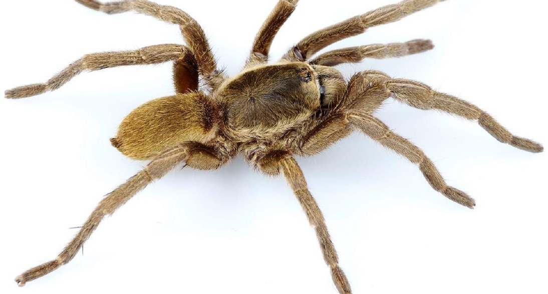 Female