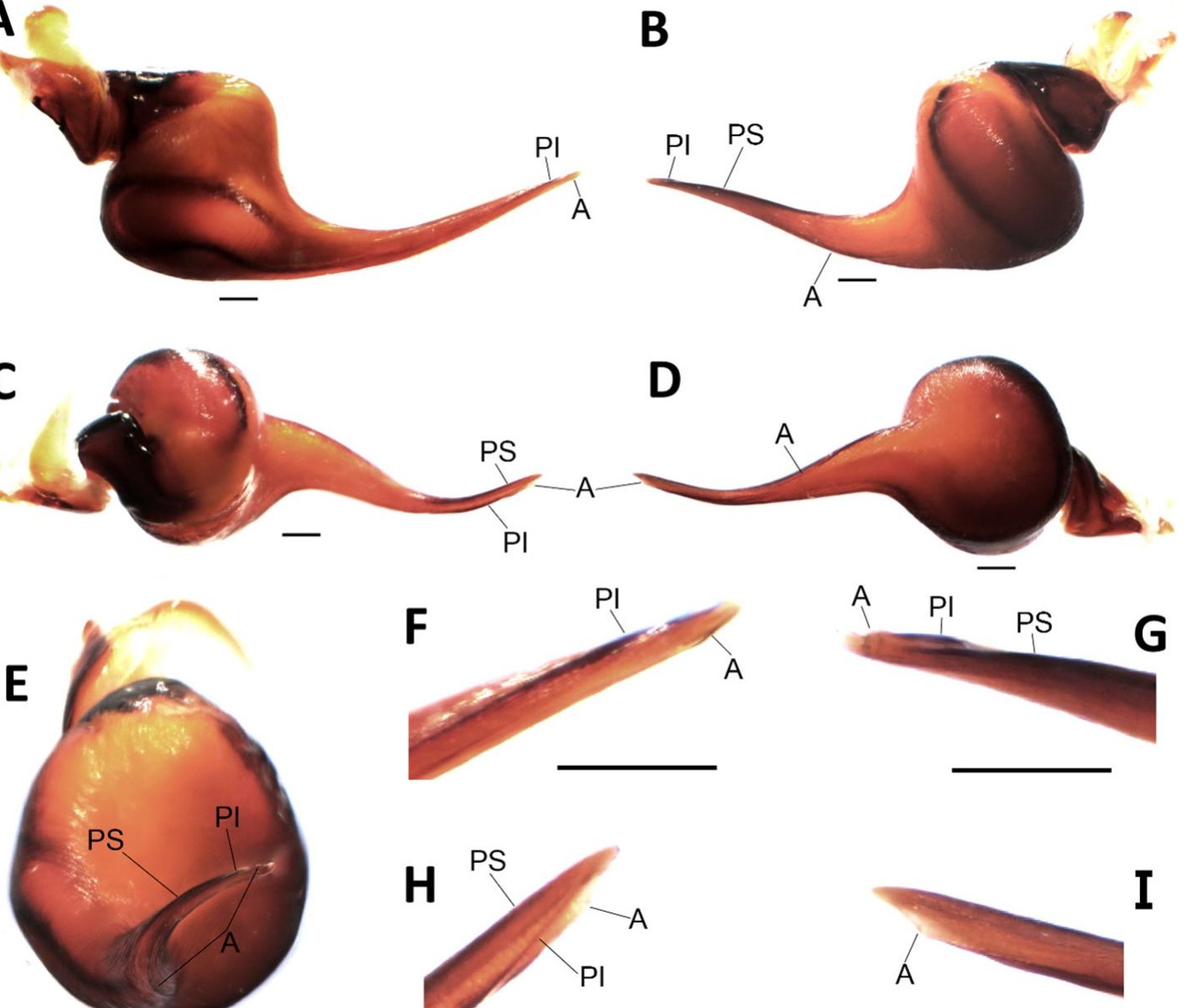 Male palp