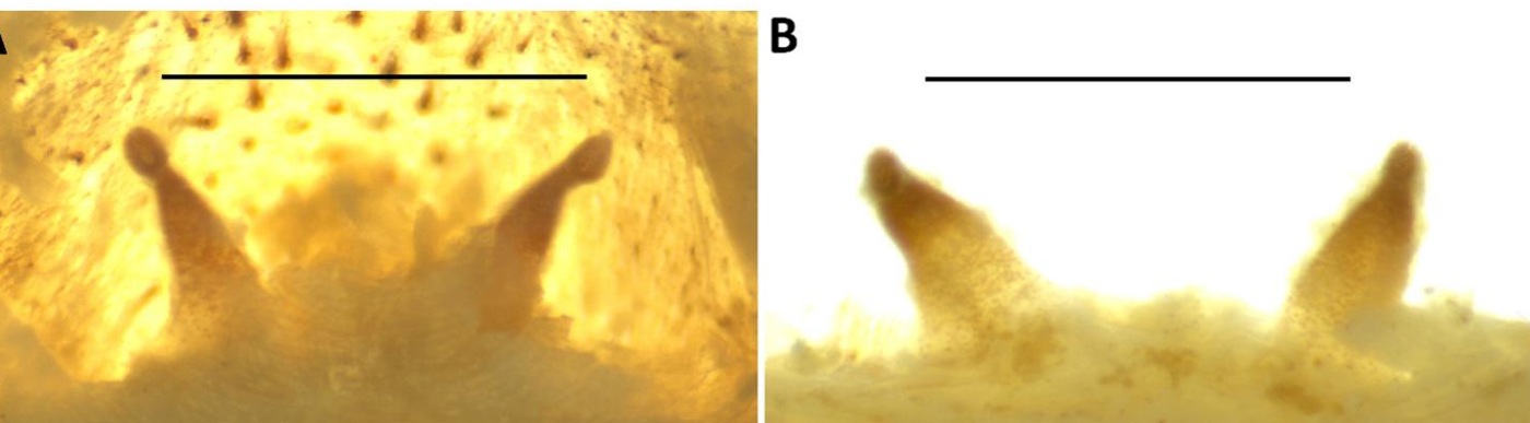 Spermathecae