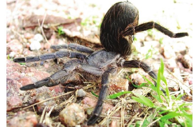 Eupalaestrus weijenberghi
