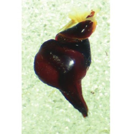 Male palp