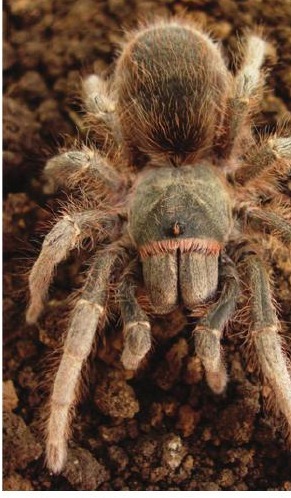 Grammostola andreleetzi