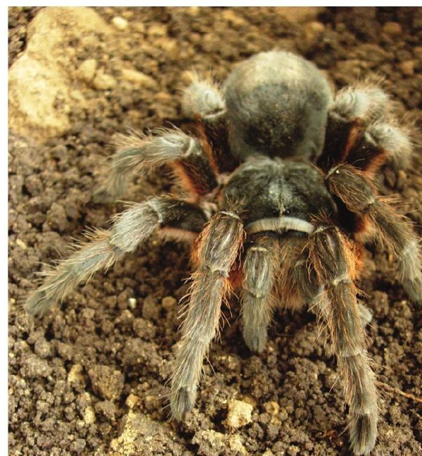 Grammostola anthracina