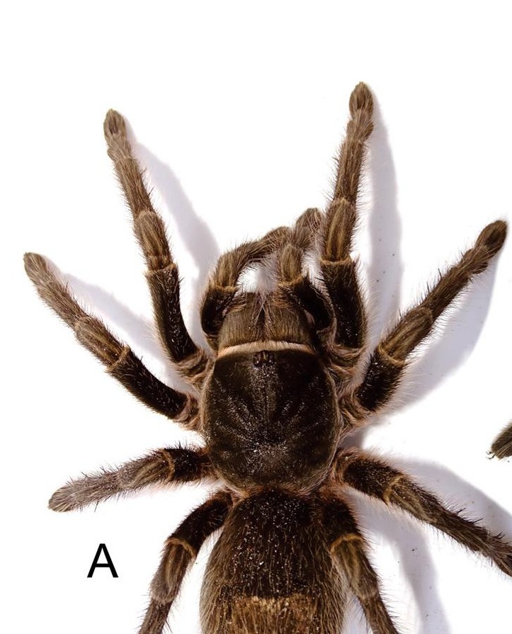 Female