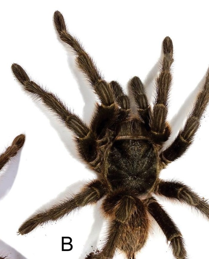 Male