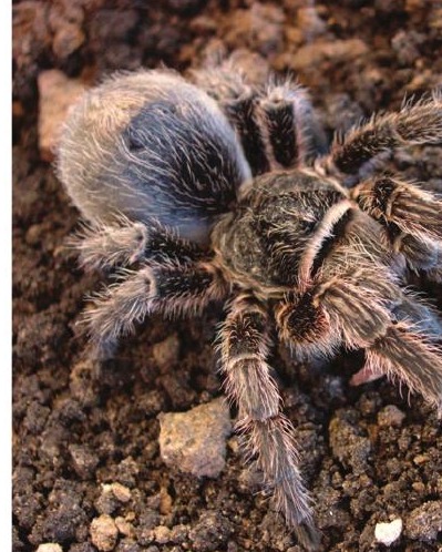 Grammostola burzaquensis