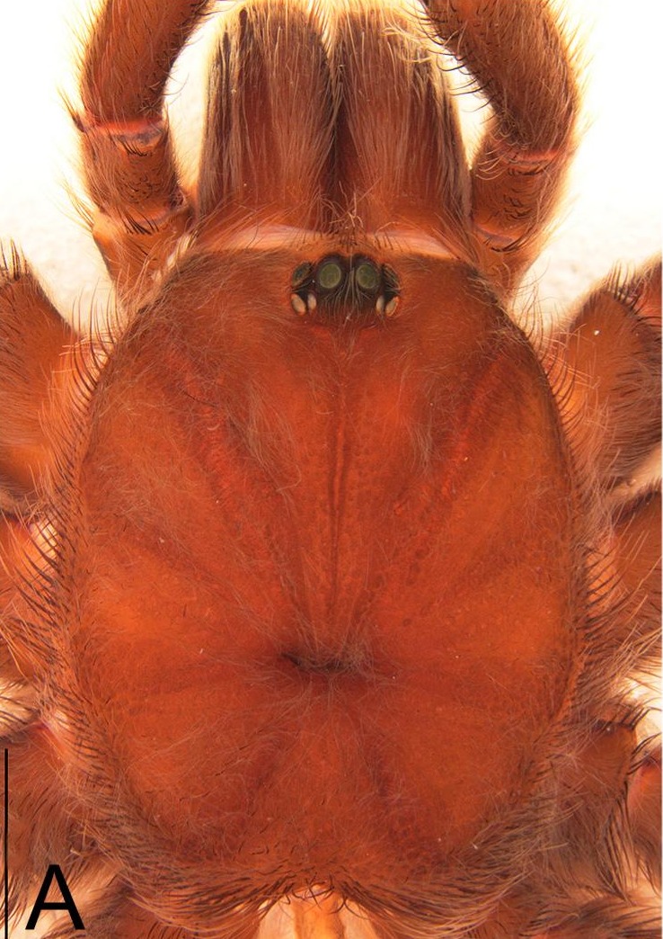 Carapace