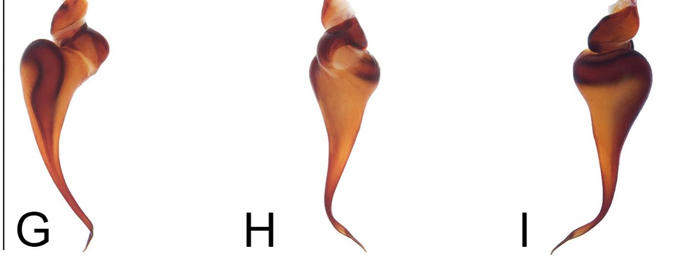 Male palp