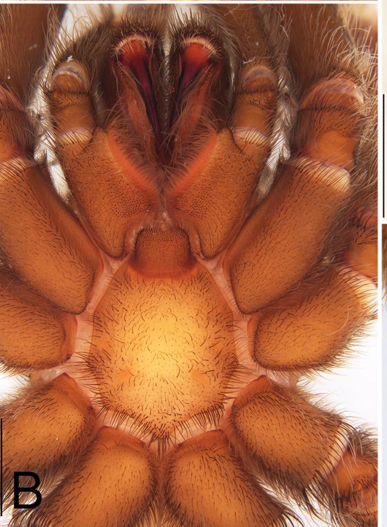 Underside